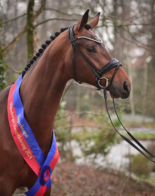 The newly crowned Oldenburg Champion Stallion Verbier new at Lodbergen :: Photo © OLD Art