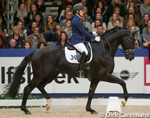 Hennessy at the 2016 KWPN stallion licensing show :: Photo © Dirk Caremans