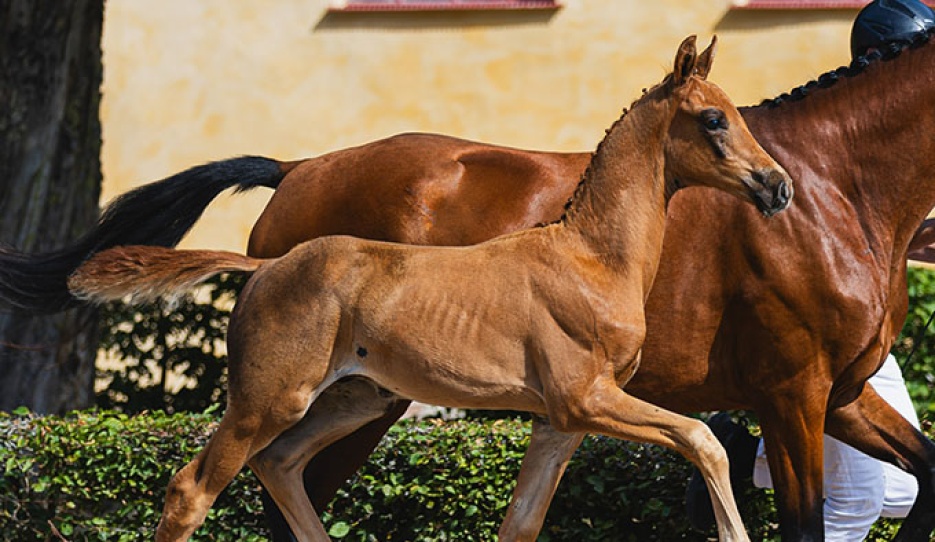 Alright TH (SWB) - colt by Dynamic Dream x Franklin