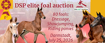 Banner - DSP Foal Auction 2026