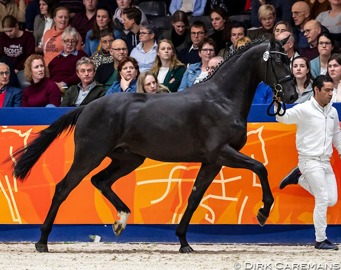 Six Premium Colts at 2020 KWPN Stallion Licensing, Morricone VDT ...