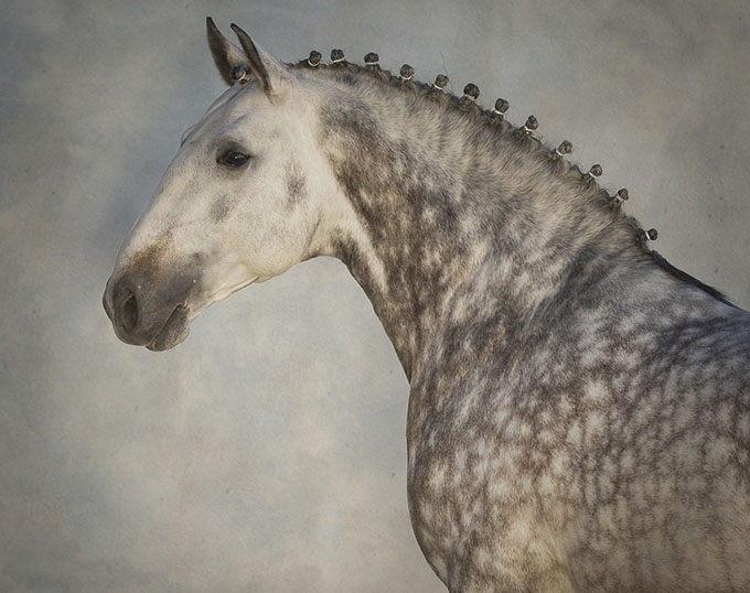 Campline Horses
