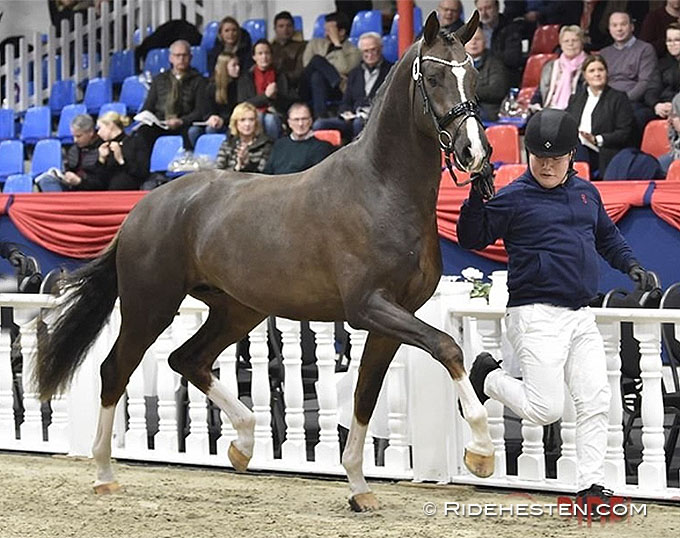 tapijt kwaad Reusachtig Bon Esprit, Champion of the 2023 Oldenburg Stallion Licensing
