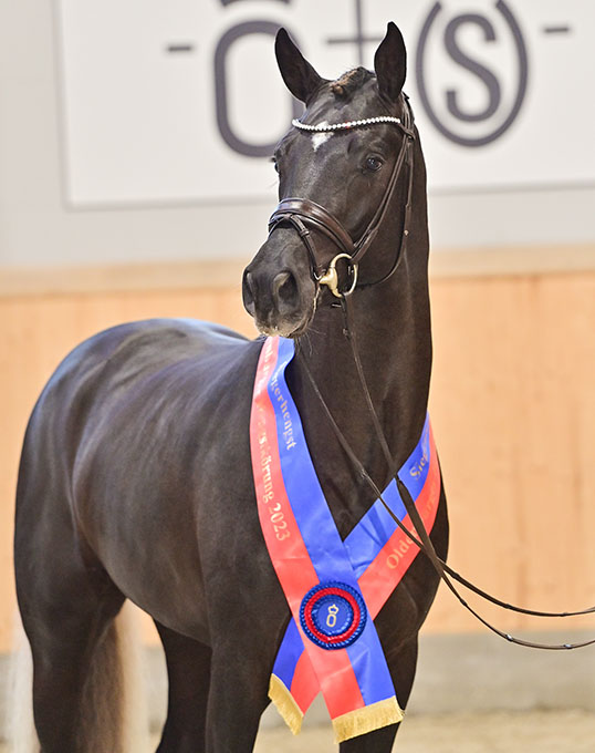 tapijt kwaad Reusachtig Bon Esprit, Champion of the 2023 Oldenburg Stallion Licensing