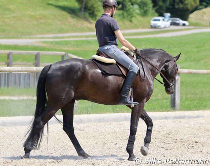 Fanti's Progress - What Good Dressage Training Can Do to a Horse