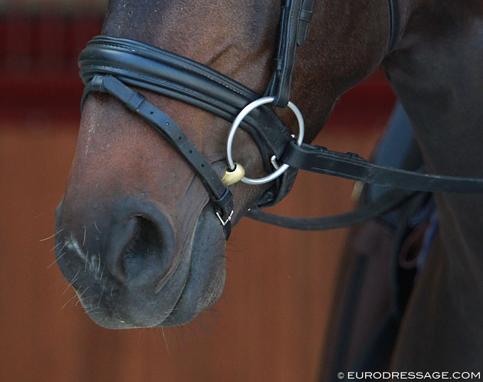 Are Horses Stressed When Bitted for the First Time?