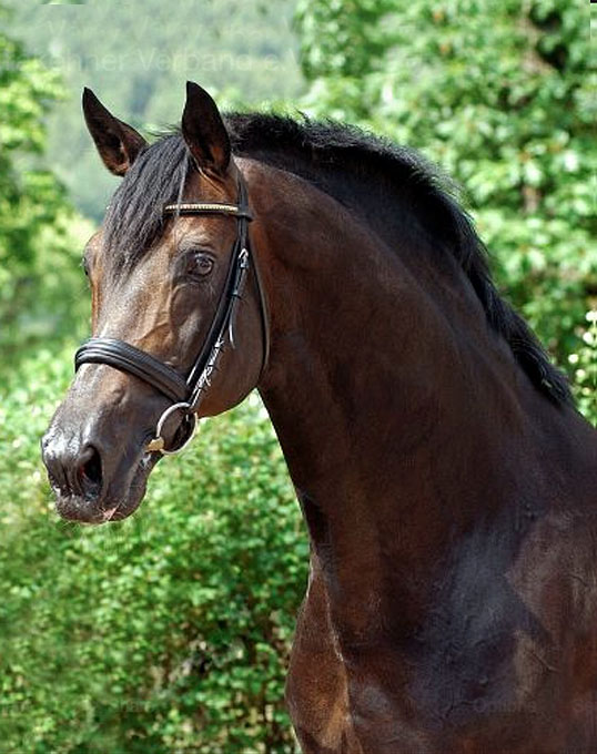 Trakehner Horse