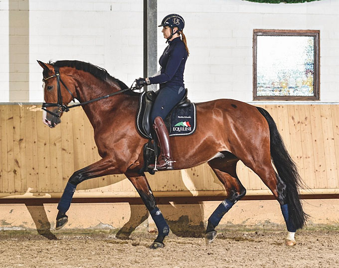 Functionality In Equitation Resetting The Leg Aids Functionality In Equitation Resetting The Leg Aids