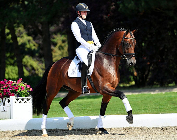 Totilas Offspring Wanted World Wide ! Today's Hit in 2019 PSI Auction