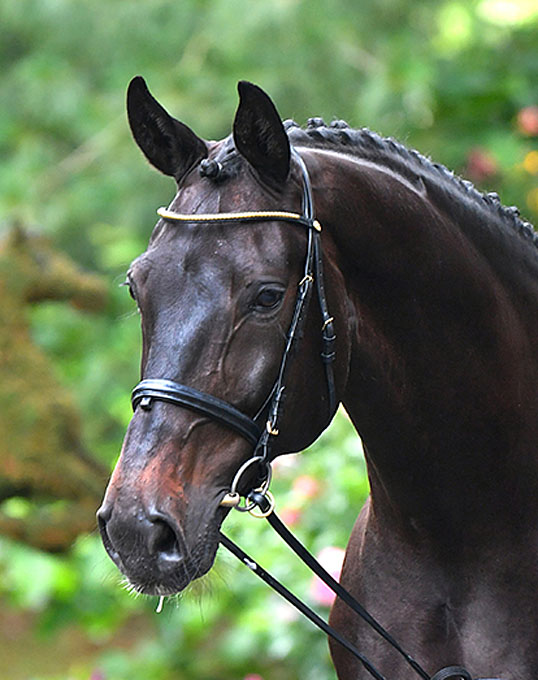 Formidable, a Prix St Horse in the 2020 Hof Kasselmann Hybrid