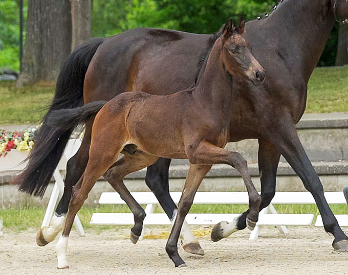 Veneziano, Eye Catcher of the 2020 Rhinelander Foal Auction. Buy Him Now!