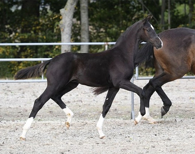 Danish Warmblood Foal Auction at 2020 World Cup Qualifier
