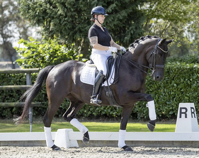 2020 Sport Pro Horses Auction Genuine Part of Grand Prix Horse Collection