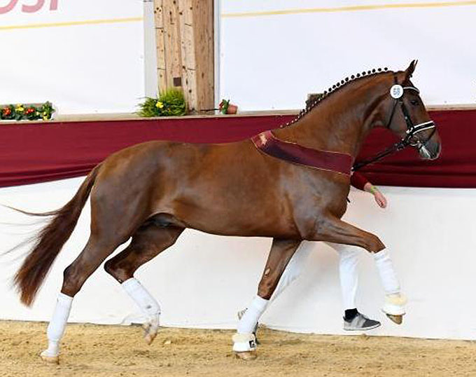 Shu Fu, High Scorer of 2020 Schlieckau 50-day Stallion Performance Test
