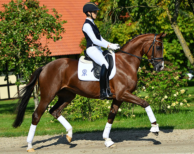 Two Totilas' Offspring Go Top Gear in 2020 PSI Auction Collection