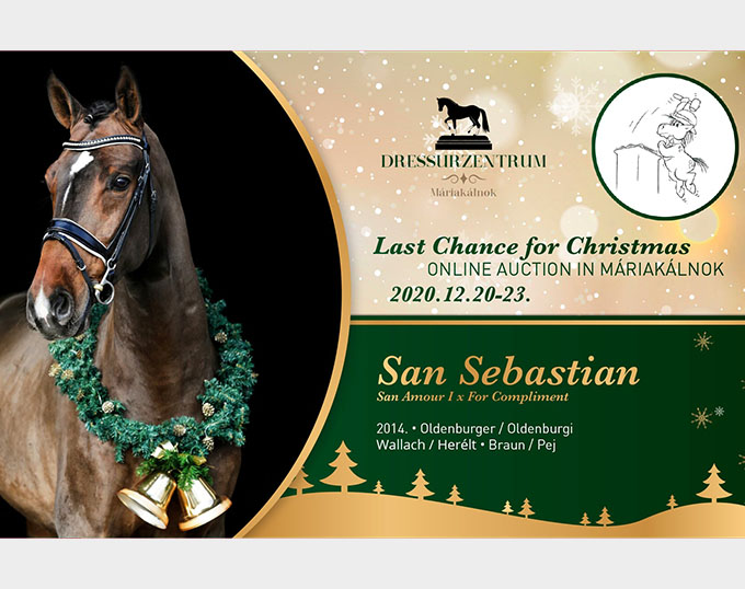 Buy a Horse as Christmas Present: "Last Chance for Christmas Online Elite Auction" - Vimarsana News