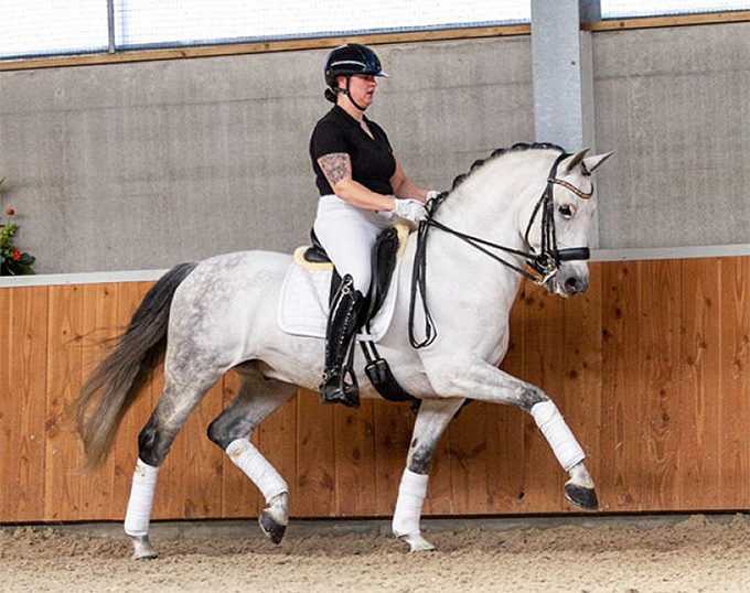 Bid Now on Your Future Dressage or Breeding Partner in the 2021 Sport