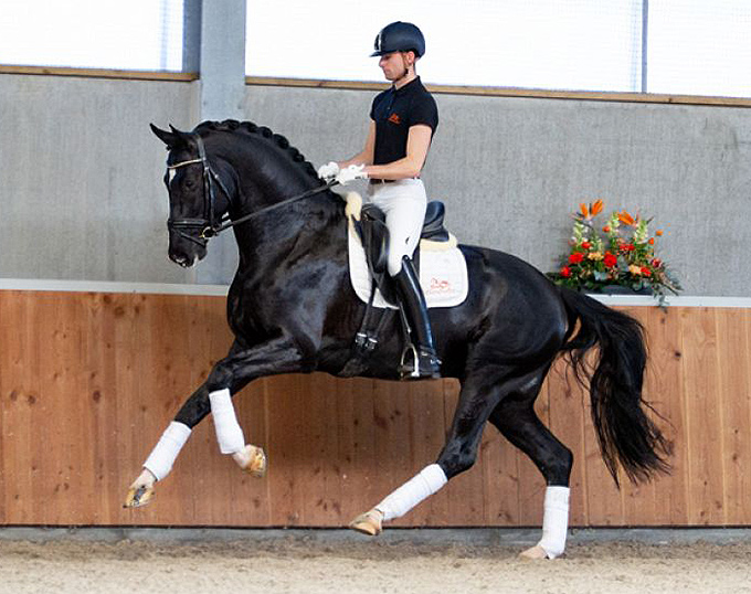 Young Talent and Bombproof Schoolmaster in 2021 Sport Pro Horses Spring