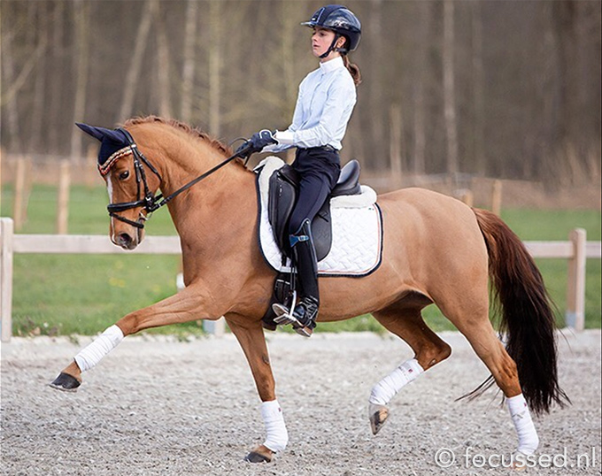 Dutch Dressage Pony Morning Sky to Be Campaigned by Britt Buijzen