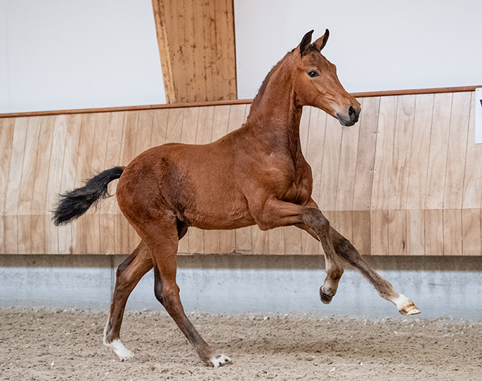 DUNLOP - One horse Oldenburg Licensed Stallion Zonik One Sold