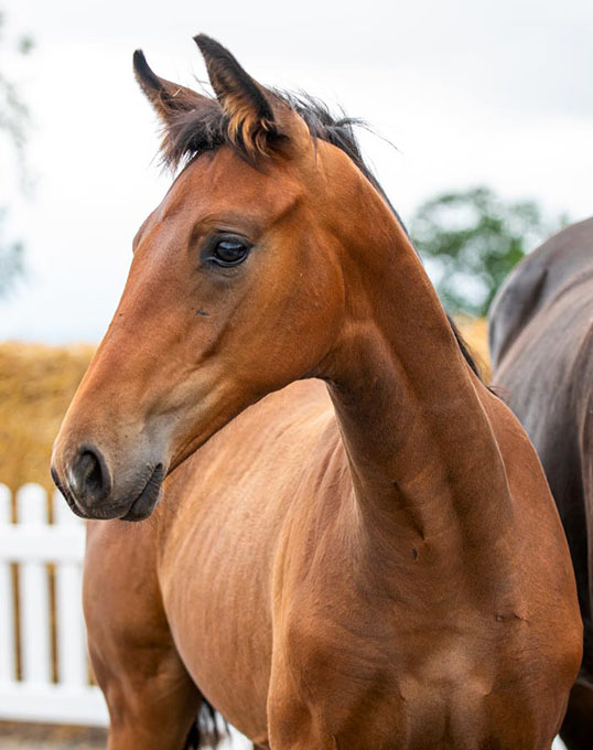 MSJ Dynamic Totilas, Price Highlight of 2021 Mount St. John Online Foal