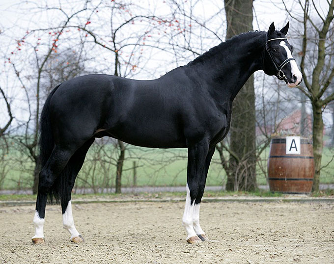 Oldenburger Stallion