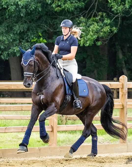 Fei Dressage Horse For Sale Batiqar