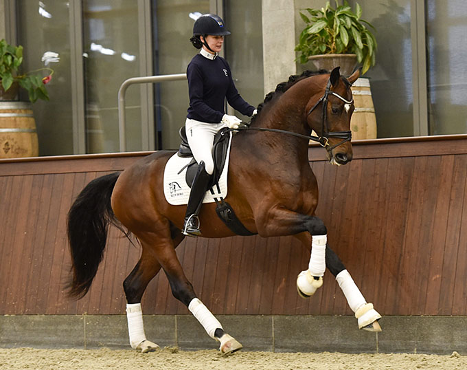 Blue Horse eröffnet deutsche Niederlassung in Winkelset, sechs Hengste ziehen in den Süden