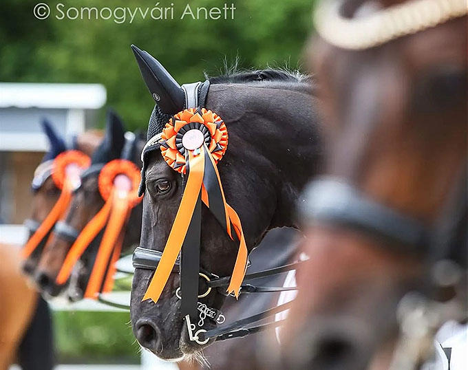 All Horses Pass Vet Check at 2023 European Young Rider/Under 25