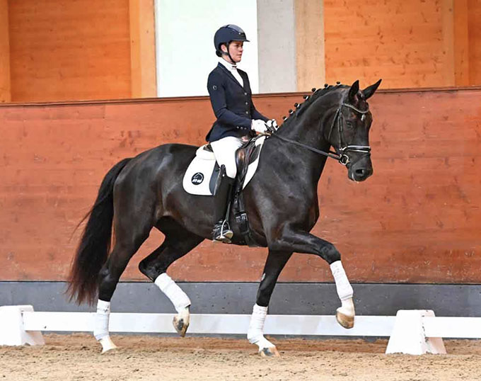 Sinfonie Top Seller Of The 2023 Hanoverian July Riding Horse Auction sinfonie-top-seller-of-the-2023-hanoverian-july-riding-horse-auction