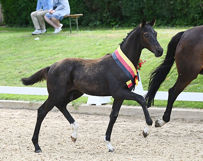 Fantomas Fetches 30 000 Euro At 2023 DSP Foal Auction In Sauerlach fantomas-fetches-30-000-euro-at-2023-dsp-foal-auction-in-sauerlach