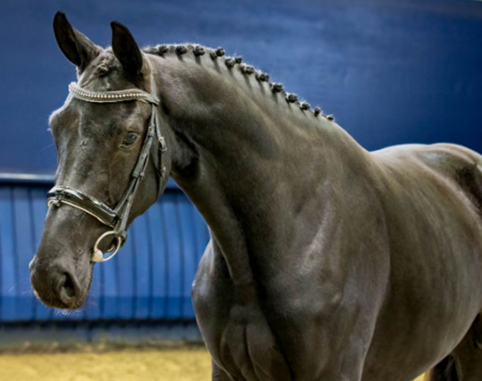 Parendy P and Sir Donnerhall Embryo, Dressage Top Sellers in 2023 Grand ...