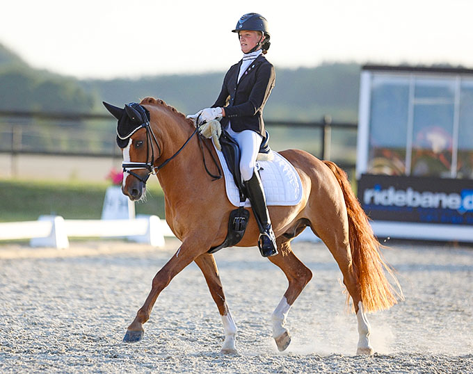 FEI Dressage Pony for Sale Mr. Lou