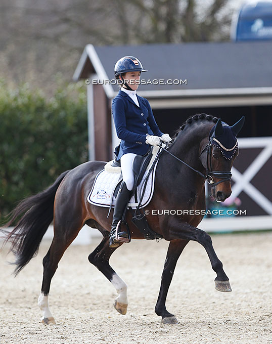 Dutch Welsh Pony Stallion Orchard Red Prince Passed Away