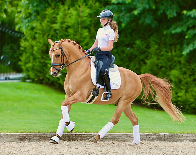 Rising FEI Dressage Pony for Sale Dancing Star
