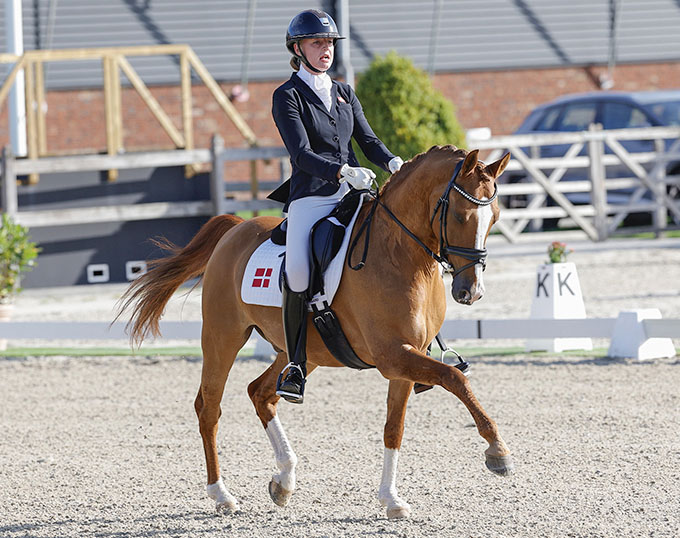 FEI Dressage Pony for Sale Hedemand’s Dr.