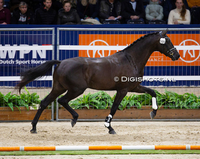 Licensed Stallion So Rafiq Sold to Switzerland, Moves to Germany