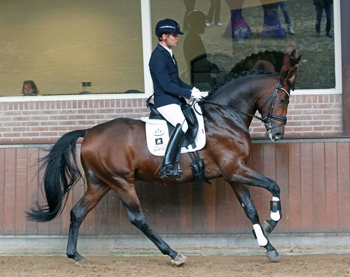 Three Stallions Added to Line-Up for 2026 NRPS Stallion Performance Test