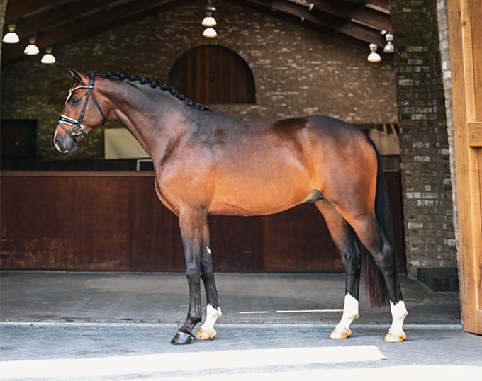 Take Two, Best Seller of the 2026 Van Bockxgrave Young Talents Auction