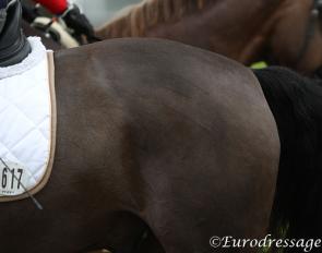Markings from excessive whip use :: Photo © Astrid Appels