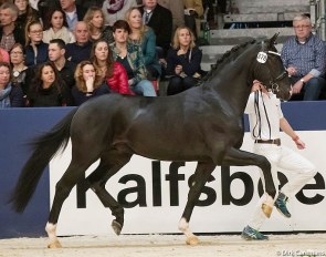 Jay Destino at the 2017 KWPN Stallion Licensing :: Photo © Dirk Caremans