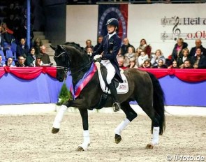 Kirsten Biermann on Furst Wilhelm at the 2017 Oldenburg Althengst Parade :: Photo © LL-foto