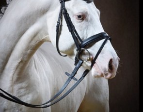 Golden West (by HET Golden Dream x FS Golden Moonlight) :: Photo © Guido Recki