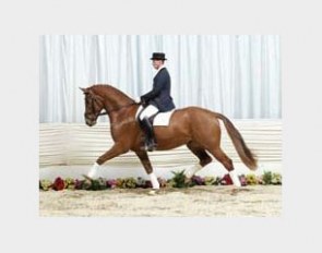 Donnerhall Junior :: Photo © Tammo Ernst