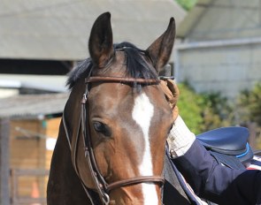 Lateral flexion of the poll to the left without using the reins :: Photo © Silke Rottermann