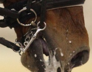 The latest trend in dressage: nosebands extremely high touching the cheekbone :: Photo © Astrid Appels