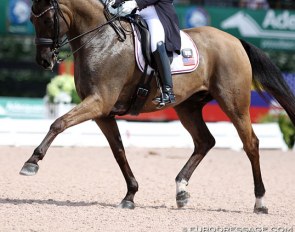 Shelly Francis and Danilo at the 2018 CDI Wellington :: Photo © Astrid Appels
