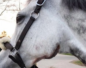 Torveslettens Quattro fractured her jaw in the stall and will be sidelined for a while