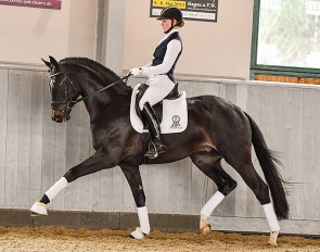 Horses & Dreams Online Auction collection highlight Fribaldi (by Furst Romancier x Sir Donnerhall I x Gribaldi)