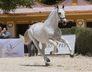 Norte at the PRE auction in Jerez on 13 May 2018 :: Photo © Azahara Perez